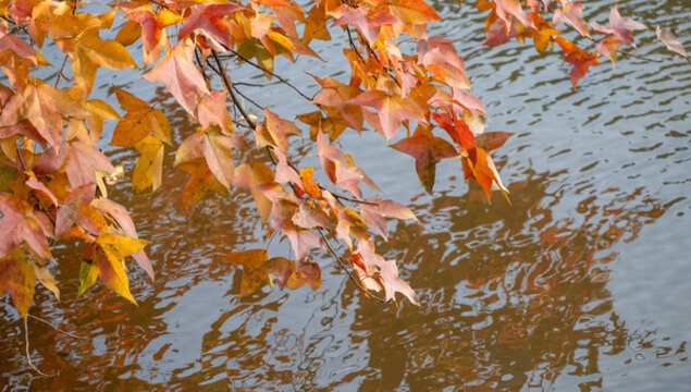 紅楓葉水面