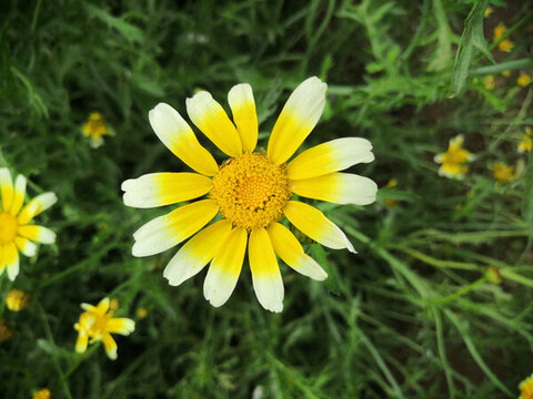小菊花
