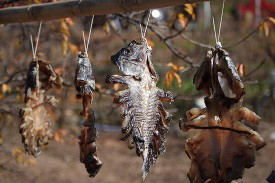 曬羅非魚(yú)干