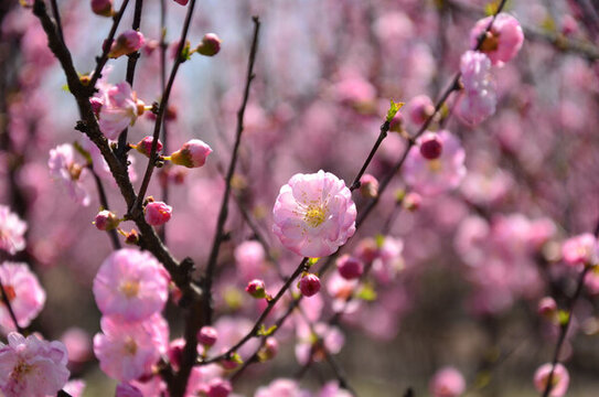 梅花