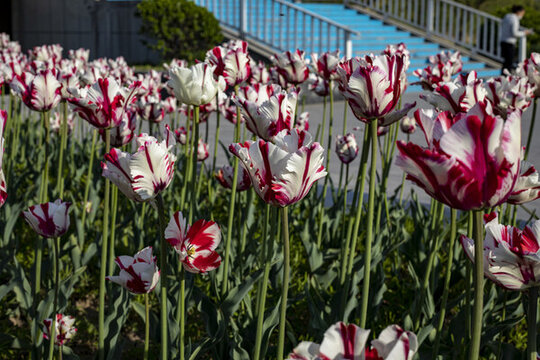 濱州秦皇河公園郁金香