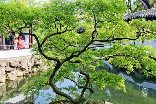 綠樹