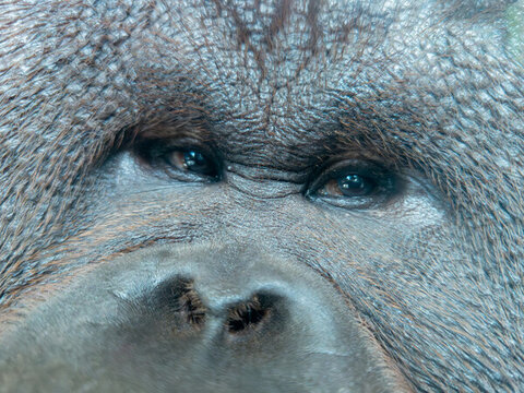 红毛猩猩雄性的眼鼻部