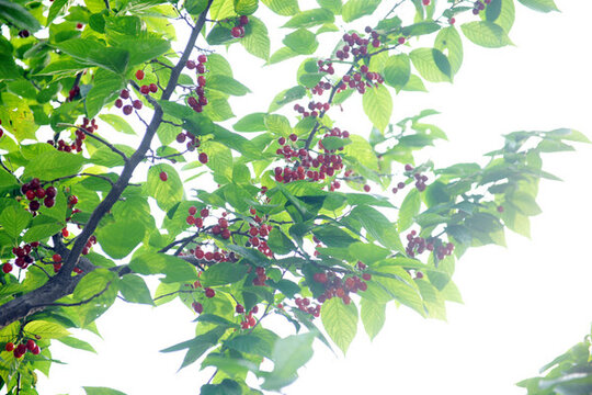 櫻桃樹