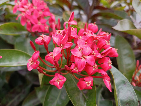 龍船花