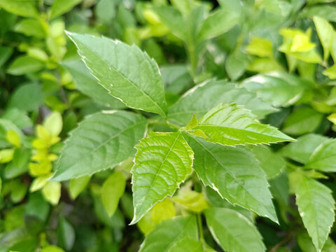 綠色茶葉素材