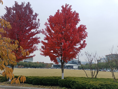 樹(shù)葉紅了