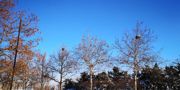 哈爾濱雪景