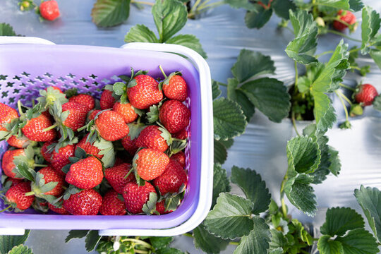 草莓园采摘一筐草莓