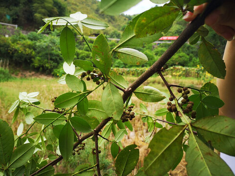 花椒樹