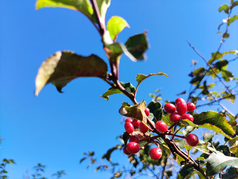 小紅果