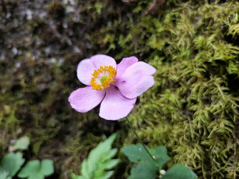 小雛菊