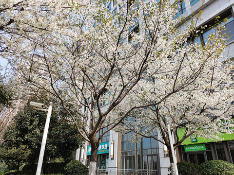 櫻花樹