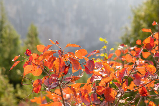 長江紅葉