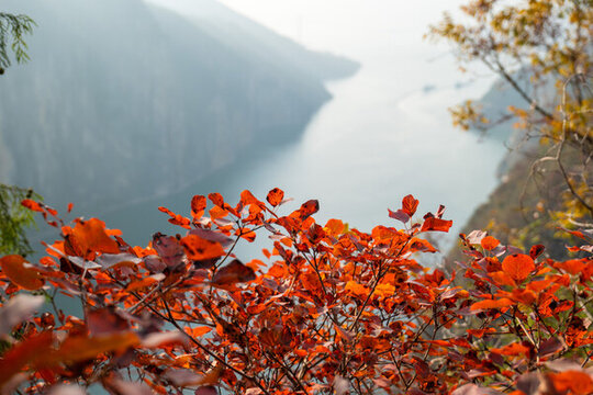 長江紅葉