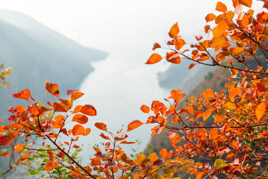 長(zhǎng)江紅葉