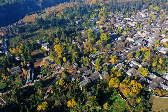 銀杏村風(fēng)光