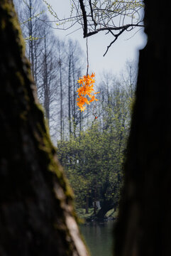 紅葉