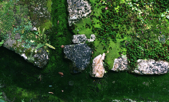 苔蘚與石頭