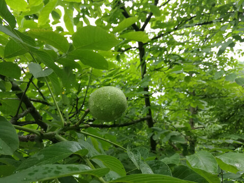 新鮮核桃