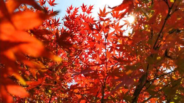 紅楓葉