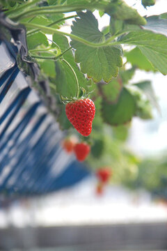 科技农业草莓