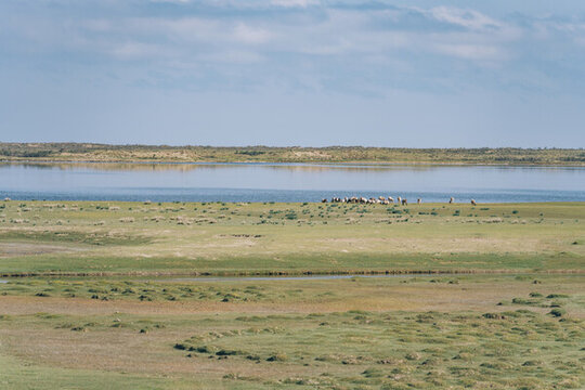青海省湖东洱海风景区草地与羊群