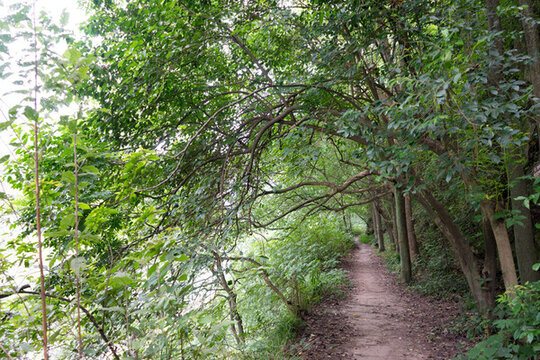 林間小路