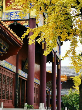 貴陽西普陀寺內(nèi)銀杏葉
