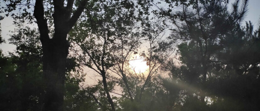 樹枝陽光