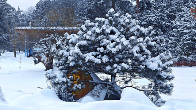 暴雪蒼松