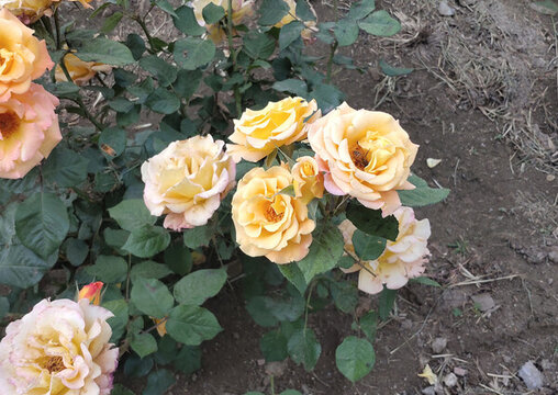 月季花叢
