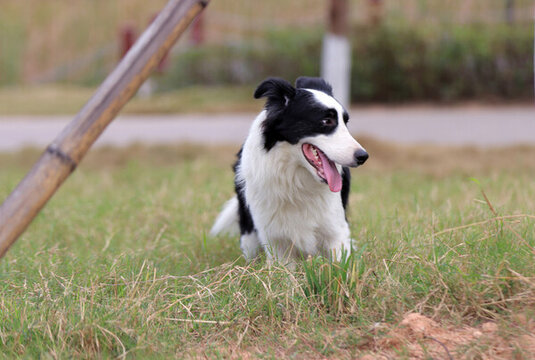 草地牧羊犬