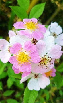 粉團(tuán)薔薇