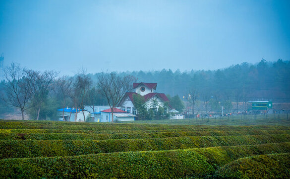 有機(jī)茶園