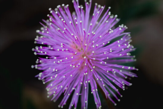 球形的含羞草花開(kāi)