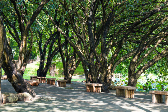深圳洪湖公園森林風(fēng)景