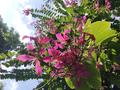 紫荊花