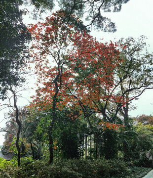 紅樹葉