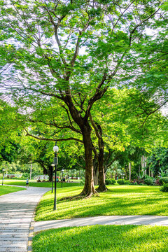 草地綠地公園一角