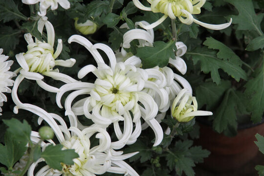 白菊花