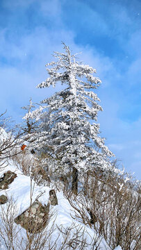 雪松