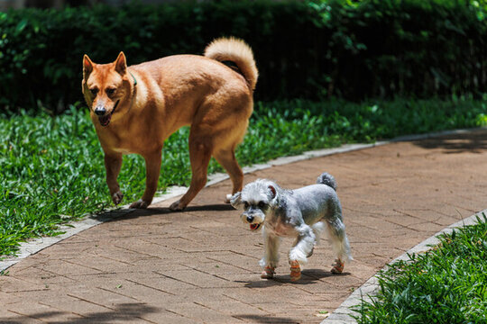 深圳宠物公园中游玩的宠物狗