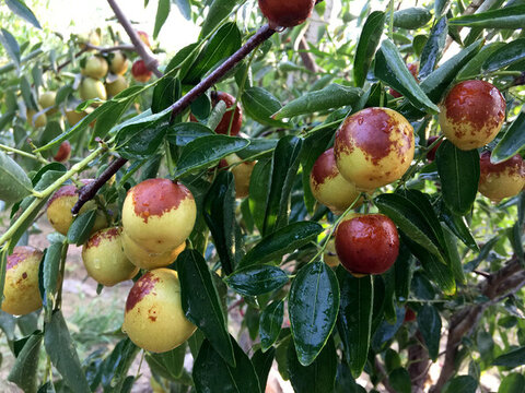 大棚紅冬棗