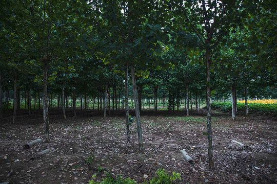 農(nóng)村法桐樹林高清大圖