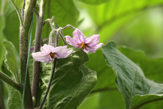 茄子花