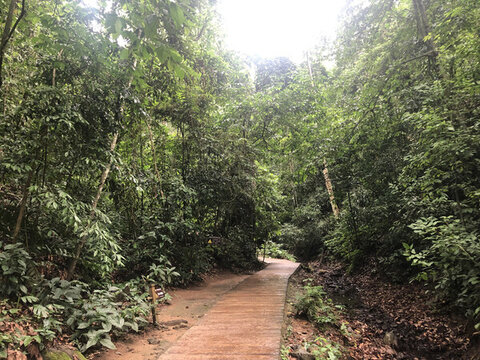 西雙版納原始森林