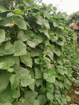 蕓豆架
