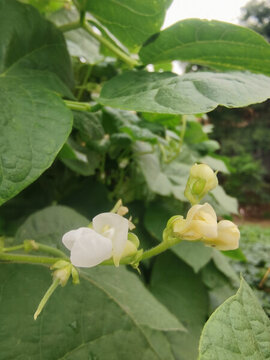 蕓豆花開(kāi)