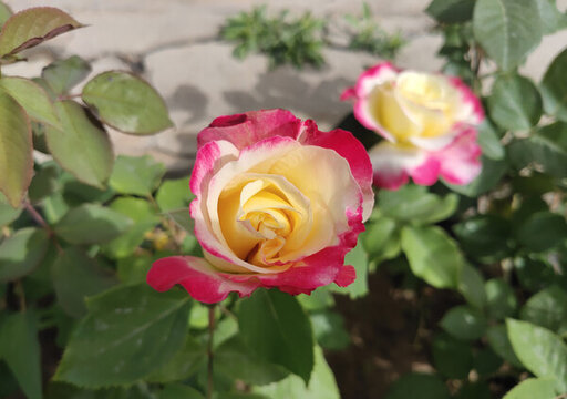 月季花